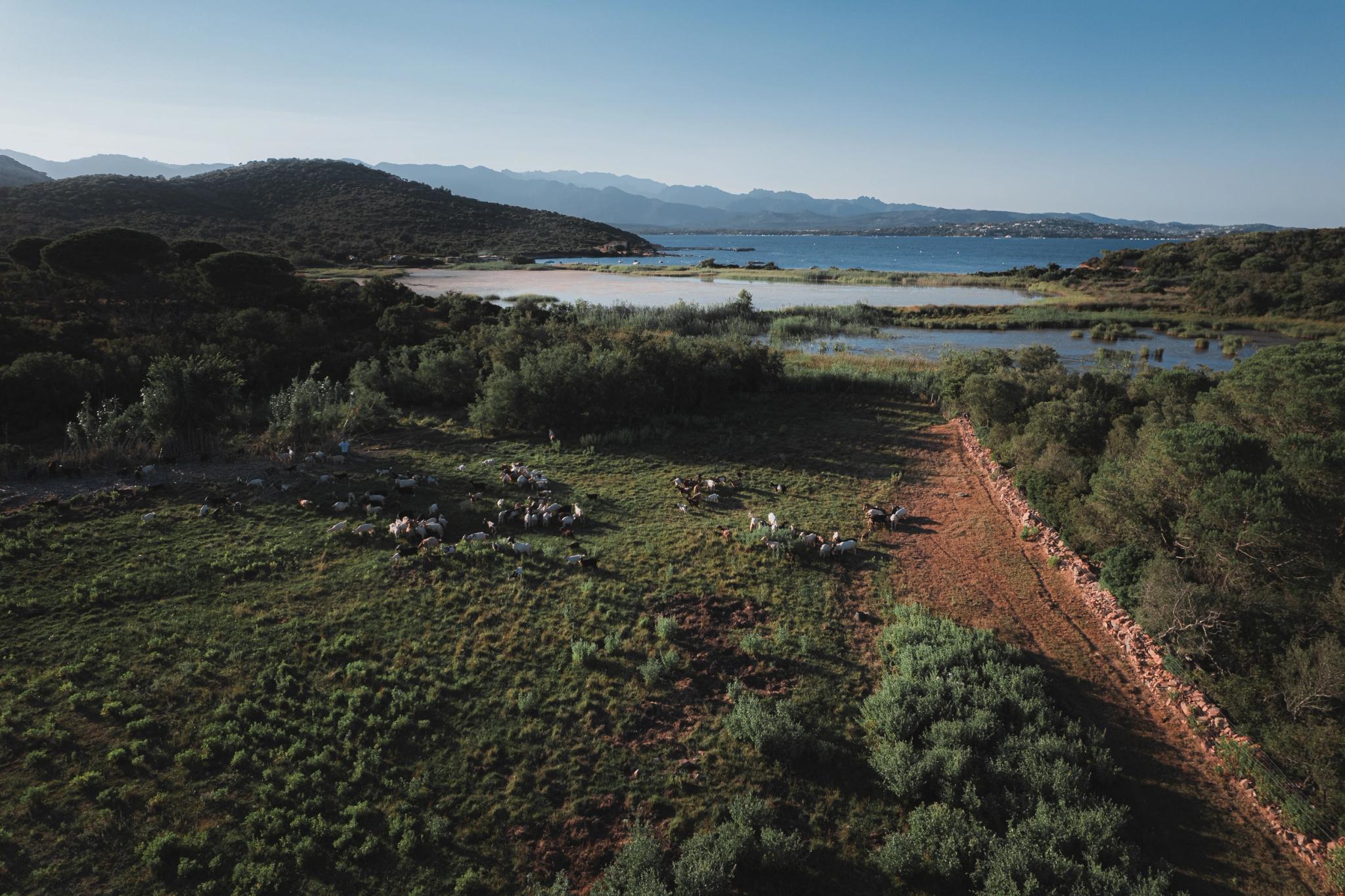 Animaux au milieu d'espaces verts aux alentours des Oliviers de Palombaggia en Corse-du-Sud.